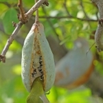 「メジロを食べるアケビ」だと!?(画像提供:K.Akitaさん)