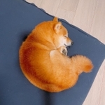 これは「クロワッサン」ならぬ「シバワッサン」!?(画像提供:豆柴ちくわ&がんもさん)