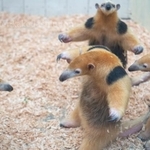 ナミコアリクイが威嚇のポーズをしている奇跡的な瞬間(画像提供:はなまるかけだしうどんさん @kakedashiudon)