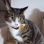 ハロウインだから首輪に飾りをつけてもらったにゃ