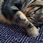 そのタヌキ寝入り…バレてますよ!(画像提供:うりナナさん)