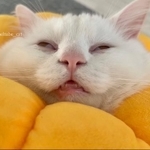 気持ちよく熟睡していただけ=めるちょとまおまおさん(@meltube_cat)提供