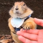 「お手」をするプレーリードッグが話題に(Yukiyngさん提供、Twitterよりキャプチャ撮影)