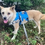 元野犬の保護犬・ヤオモモちゃん