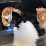 ヤバイ!目が合った・・・(「ぽてこゆこめ+うな」さん提供、Twitterよりキャプチャ撮影)