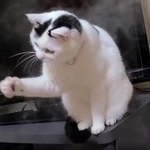 あれ、つかめないよ~=まささん(@sironezumi77)のTwitterより