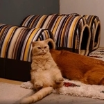 ちい むう ととろさん(@muchi21067312)のTwitterより