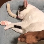 お腹をなでようとすると・・・(鈴木さん提供、Twitterよりキャプチャ撮影)