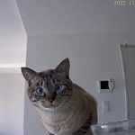 そこで見ているんでしょ!=モニャモニャさん(@monet___1213)提供