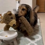 くまさんのぶん、ご飯ちょっと残しといたよ!(るのんさん提供、Twitterよりキャプチャ撮影)