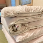 布団の間から生えてる子猫がTwitter上で話題に(提供写真)