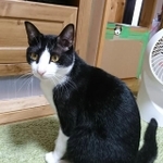 きれいなハチワレにゃ