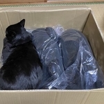 左の空いたスペースに体をねじこんだろんくん=AKRさん(@bou128)提供