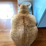 ムキムキとしたマッチョな背中の茶トラ猫がTwitter上で話題になった(提供写真)