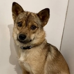 コナちゃんは、元野犬特有の引っ込み思案な性格