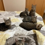 キジトラパラダイス!(提供写真)