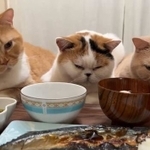 夕飯の魚を狙うモフモフ猫ちゃんたちがTwitter上で話題に(「猫は液体(みかんとじろうさんち)」さん提供、Twitterよりキャプチャ撮影)