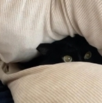 隠れているところを発見、クリンとした目が可愛いもんちゃんさん(@mon_mmmo)提供