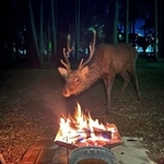 全く火を怖がらず、まるで暖を取るような鹿。=鉄男@NIKEN&SEROWさん(@ii_iron)提供