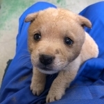 1枚目の写真は保護当時。山から転がってきたという元野犬のビリーくん(提供写真)