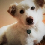 左の前後脚に治療した痕跡があった元保護犬のミランちゃん