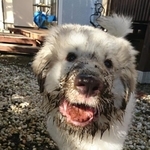 お家に来て2日目のシンバくん=Jolly&Simba(もふ)さん(@JoellyJolly)提供