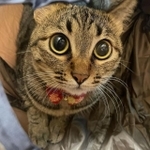 キュルン顔の花子ちゃん