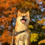 柴犬と紅葉って似合うね=すずき栗太郎さん(@suzuki_kuritaro)提供