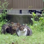 公園で仲良くしているダミーちゃん(左)とりんちゃん