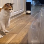 ギャー=ぽてこゆこめ+うなさん(@potechi_nikki)提供