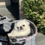 絶対に「ニャン」って言わないでね!=スイカ(飼い主)さん(@himesama_peki)提供