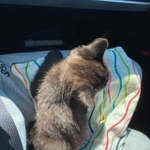 車のボンネットの中から救出された子猫(ねこのてさん提供)