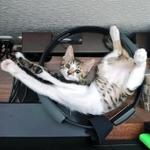 下半身不自由でも、元気いっぱい!(凜太郎猫日記さん提供、Twitterよりキャプチャ撮影)