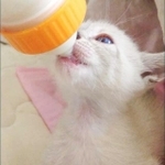 ミルクを飲んでいた頃のルカちゃん=ルカクラさんさん(@sangoruka_cats)提供