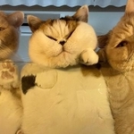 左からてんぷらくん、あんみつちゃん、みかんちゃん。重力で顔がストッキング綱引きみたいになっとる?(「猫は液体(みかんとじろうさんち)」さん提供)