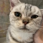 廃業したブリーダーから保護したアメリカンショートヘアの猫(Eさん提供)