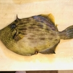 秋から冬にかけて旬を迎えるカワハギ