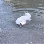 11月だというのに池で泳ぐワンちゃんが話題に(「プン - ビションフリーゼ」さん提供、Twitterよりキャプチャ撮影)