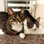 いつも一緒だにゃ。左がかいくん、右がりくくん。