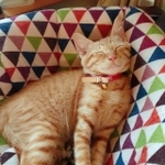 新しい環境に慣れてすっかりリラックス(画像提供:團田芳子さん)