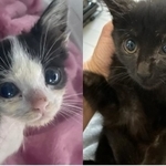 殺処分されるために生まれてくる小さな命をなくしたいという(わにゃんこ愛媛さん提供)