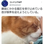 見よ、この「猫圧」!(コンドリア水戸さん提供)