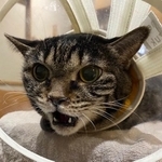 鼻の周りは鼻水でグチュグチュで、なんだか怒っています。