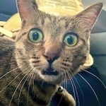 「嘘だろっ!?」(提供:銅像ぽちょさん)