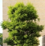 【採用】タイトル「タヌキ」。ほ~ら、だんだん、見えてくる…