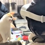 首をかしげるきなこくん(きょうへいさん提供、Twitterよりキャプチャ撮影)