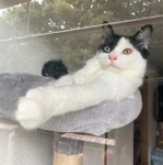 お外を眺めるコハクちゃん。今ではベランダすら出ないほど、お家の中が大好きです