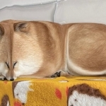 食パンになっちゃった=柴犬ふう太さん(@fufufufufu_ta)提供