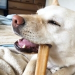 新しい飼い主さんと出会い、自由な時間を過ごせるようになった元保護犬のコハクちゃん