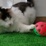 目が見えなくてもおもちゃ遊びは大好き(写真提供=PFLJ)